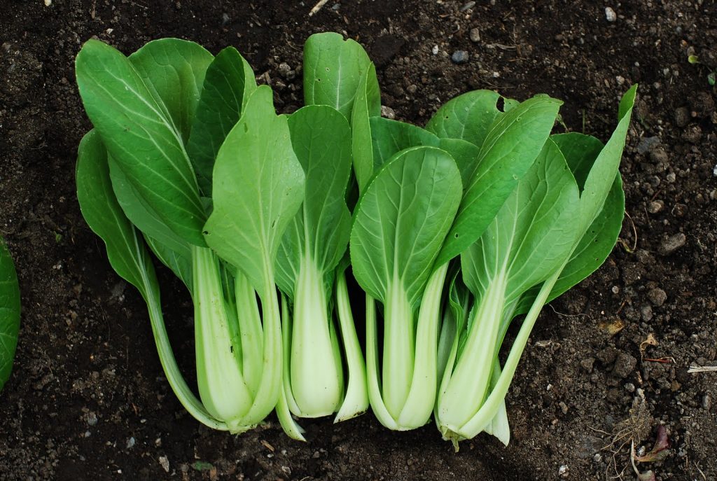 Pak Choi